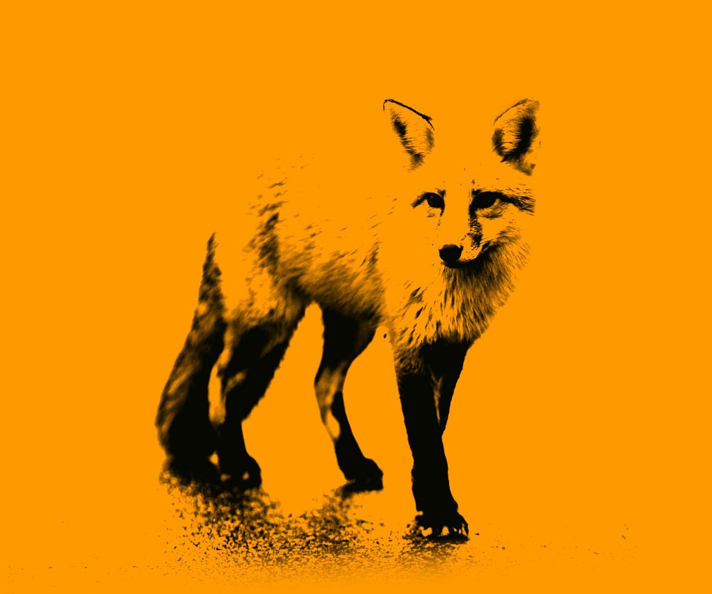 Fuchs auf orangenen Hintergrund